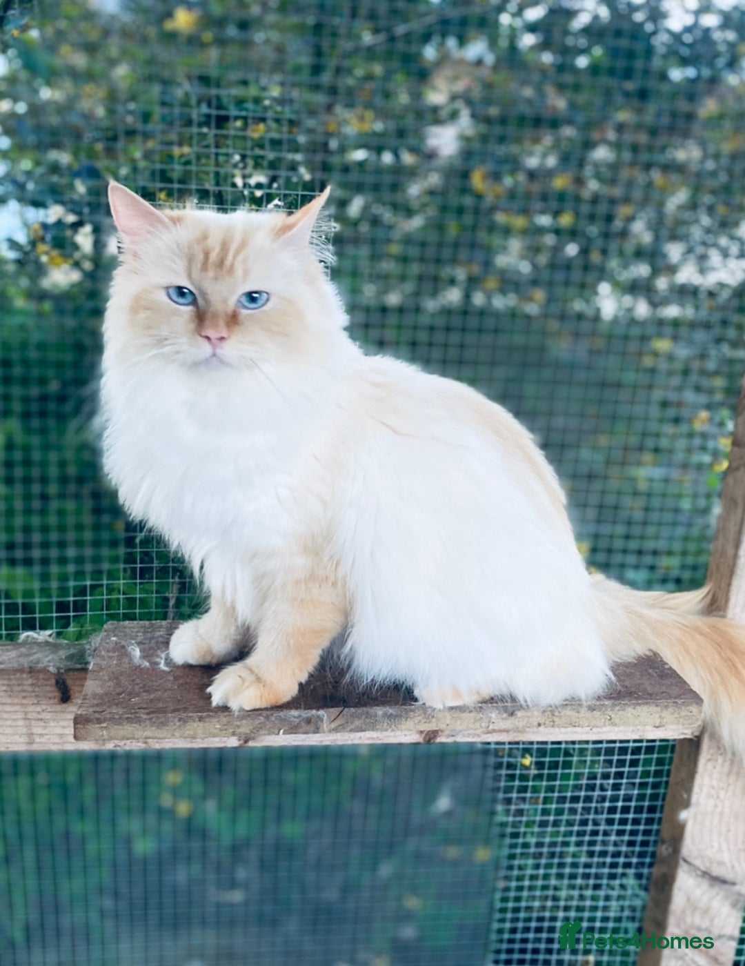 Ragdoll cats for sale: Gorgeous ragdoll kittens  - Image 14