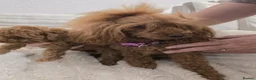 Toy Poodle dogs for sale: Red Toy Poodle Boy - Advert 5