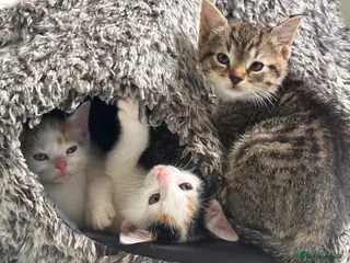 British Shorthair cats Beautiful kittens for sale - Advert 1