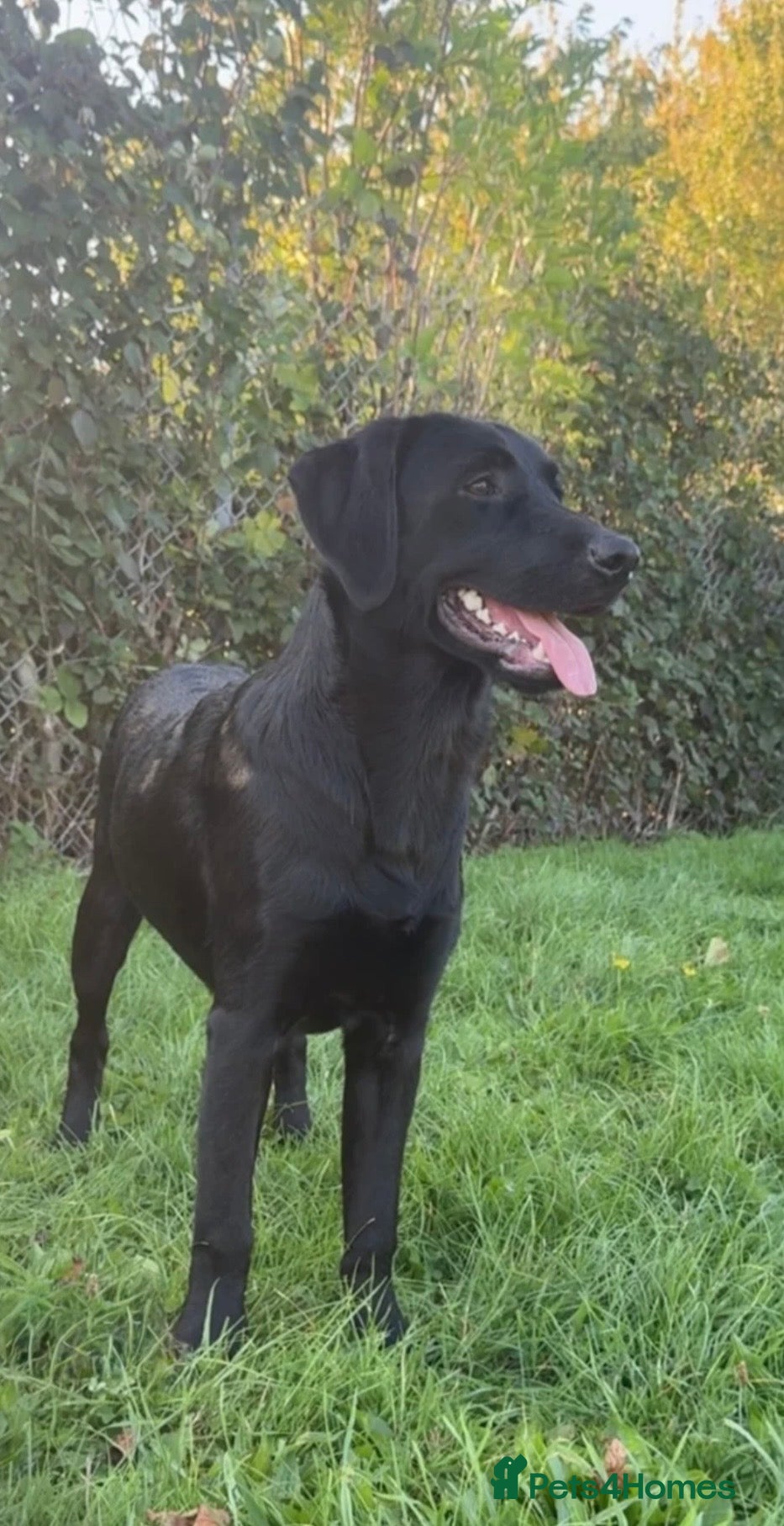 Labrador Retriever dogs Stunning proven Labrador for stud  - Advert 1