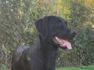 Labrador Retriever dogs Stunning proven Labrador for stud - Advert 1