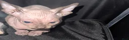 Sphynx cats for sale: Last unique split face girl with elf ears!💛 - Advert 37