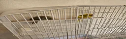 Parakeets birds for sale: kākāriki (New Zealand parakeets) in Nottingham - Advert 4