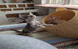 Devon Rex cats for sale: 🐾 Beautiful Devon Rex Kittens💕 - Image 13