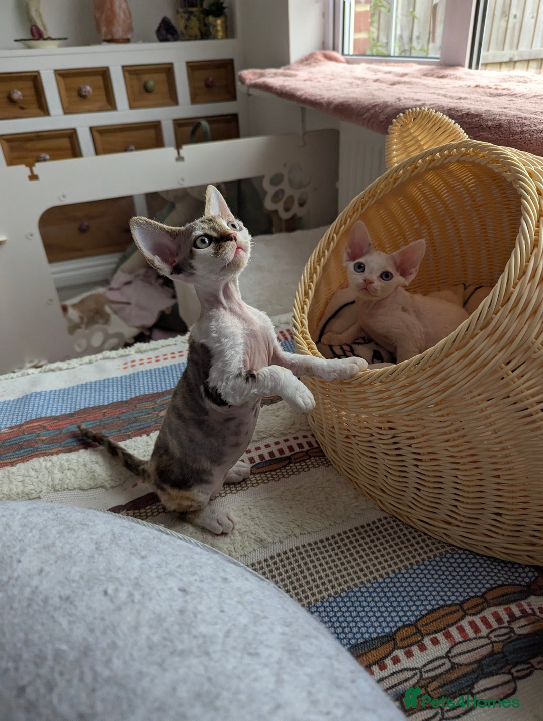 Devon Rex cats for sale: 🐾 Beautiful Devon Rex Kittens💕 - Image 13