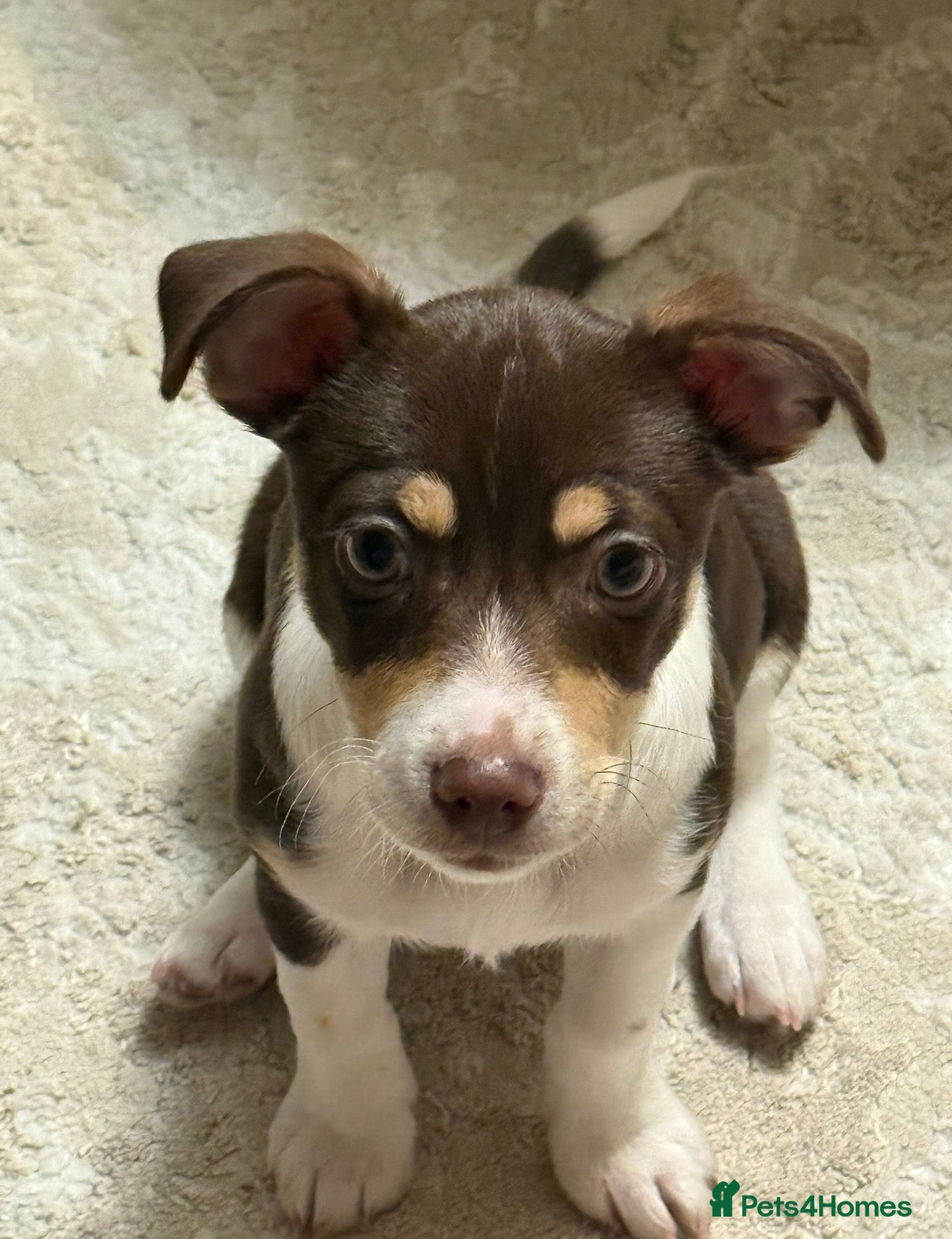 Jack Russell dogs Female Jack Russel selling due to getting pregnant - Advert 2