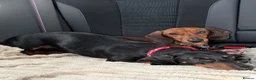 Miniature Dachshund dogs for sale: Beautiful Miniature Dachshund Puppies - Advert 11