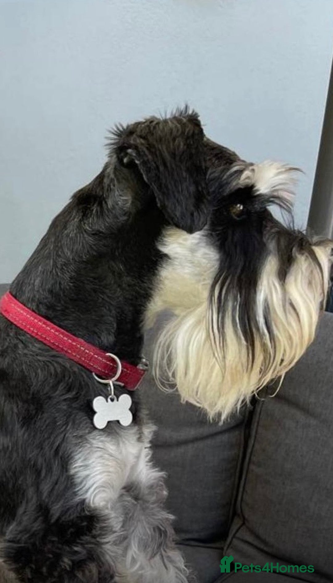 Miniature Schnauzer dogs for sale: Fully health tested and KC registered  - Advert 10