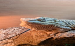 Bearded Dragon reptiles for sale: Bearded Dragon in need of new home! - Advert 6