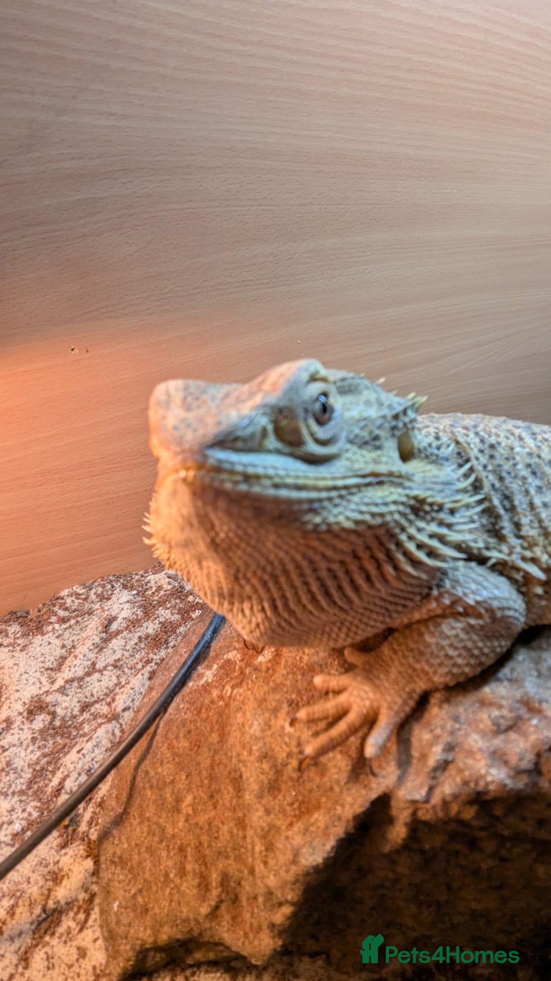 Bearded Dragon reptiles for sale: Bearded Dragon in need of new home! - Advert 6