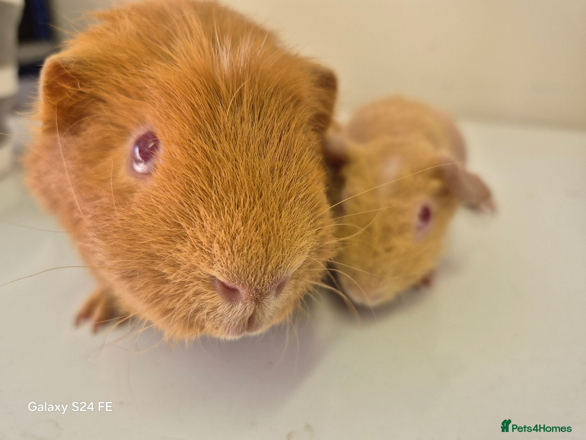 Guinea Pig rodents Boars available  - Advert 1