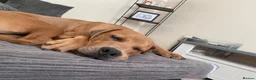 Mixed Breed dogs for sale: Oscar - Advert 3