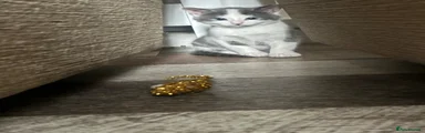 Domestic Shorthair 1