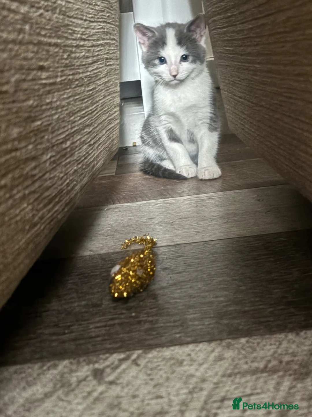 Domestic Shorthair cats for sale: 2 male kittens left out a litter of 5  in West Bromwich - Advert 2