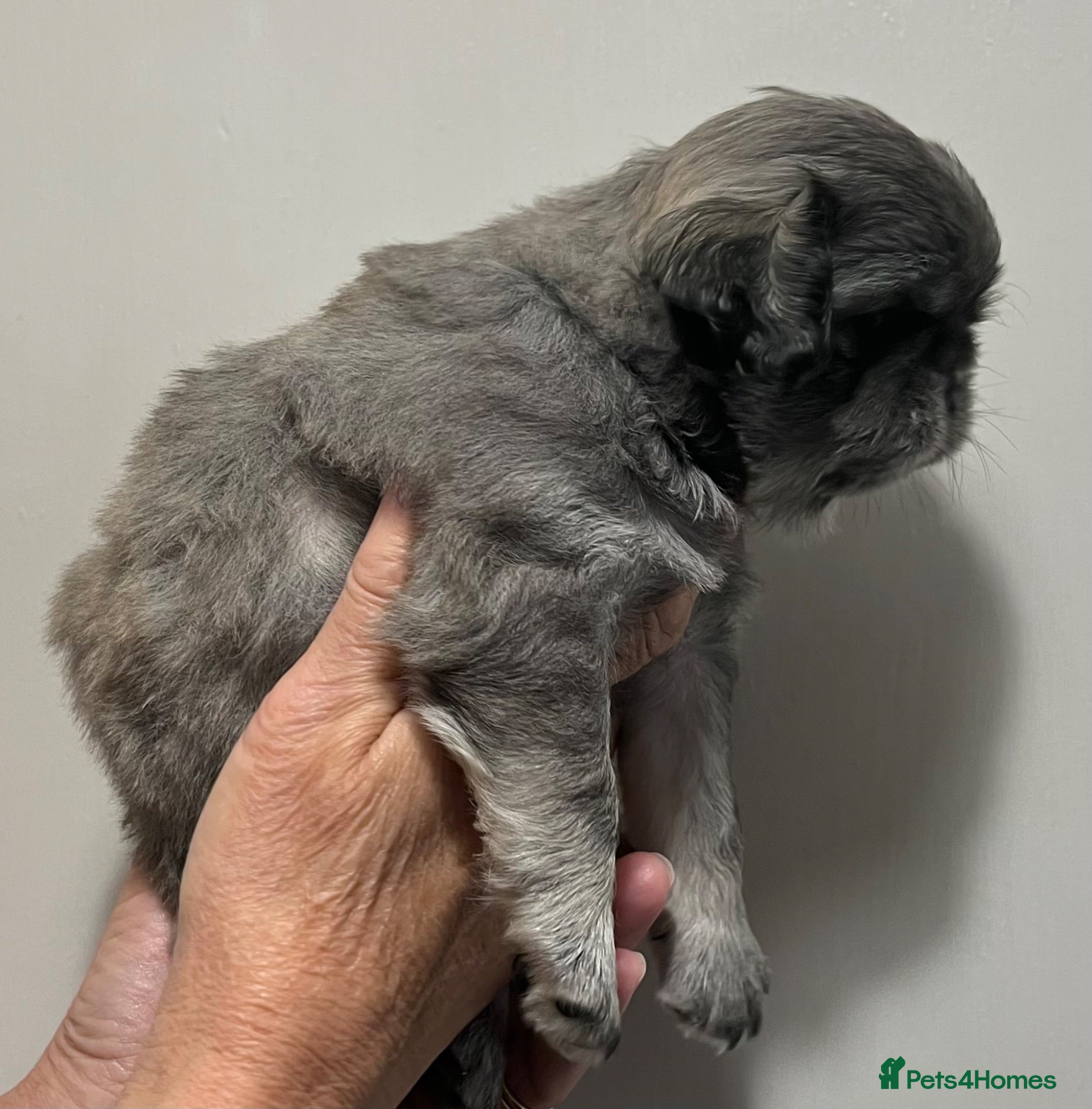 Pug dogs Fluffy teddy bear pugs husky markings KC Reg  - Advert 1
