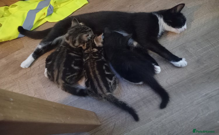 Domestic Shorthair cats - Advert 2