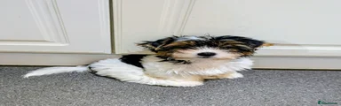 Biewer Terrier 1
