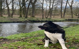 Mixed Breed dogs for sale: Akita German Shepherd for rehoming  - Image 4
