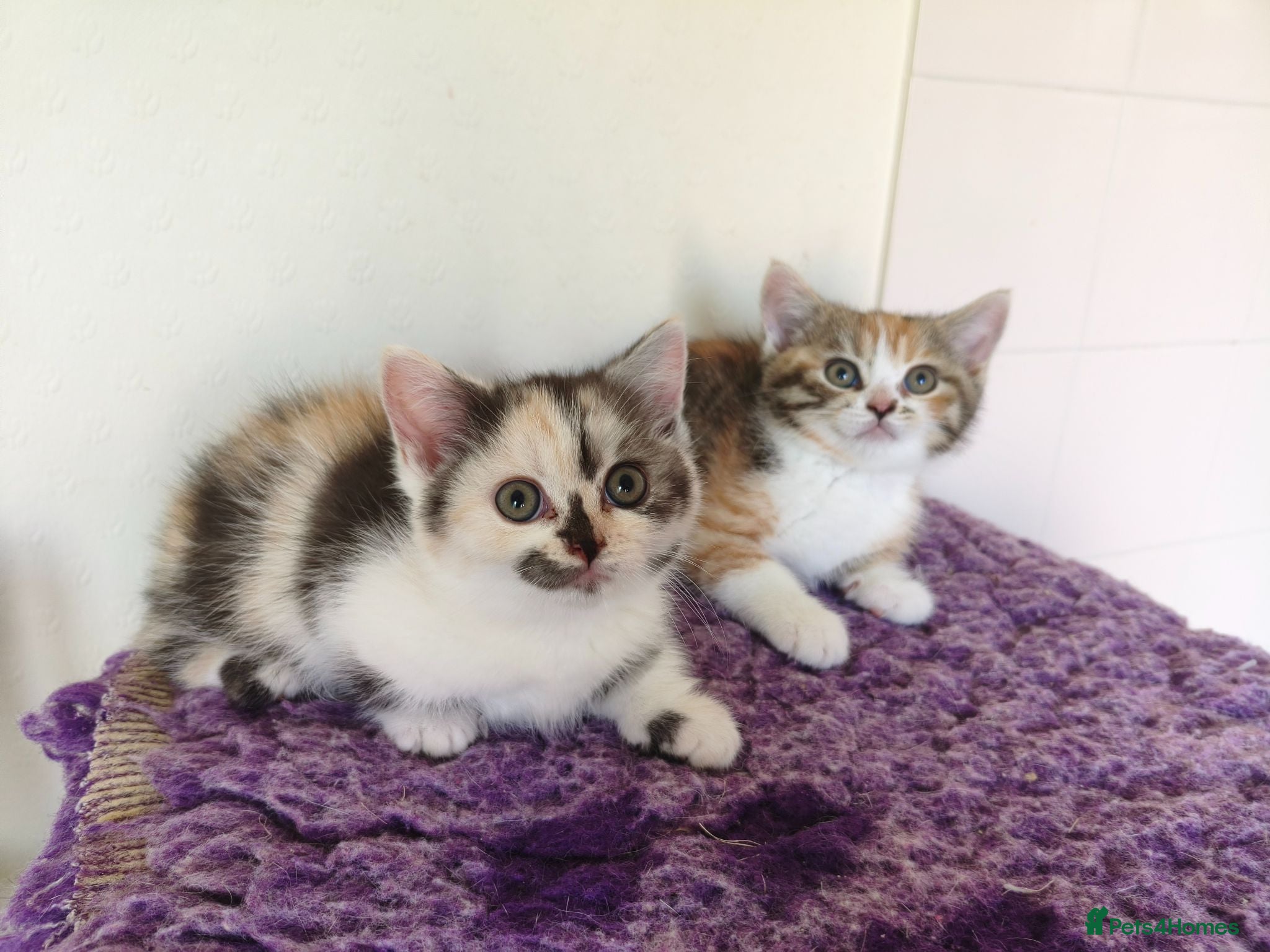 Munchkin cats Beautiful girls  - Advert 6