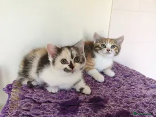 Munchkin cats Beautiful girls - Advert 6