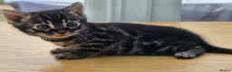 Bengal cats for sale: 🐆 2 BEAUTIFUL TICA BENGAL GIRLS – £1,200 EACH 🐆 - Advert 1