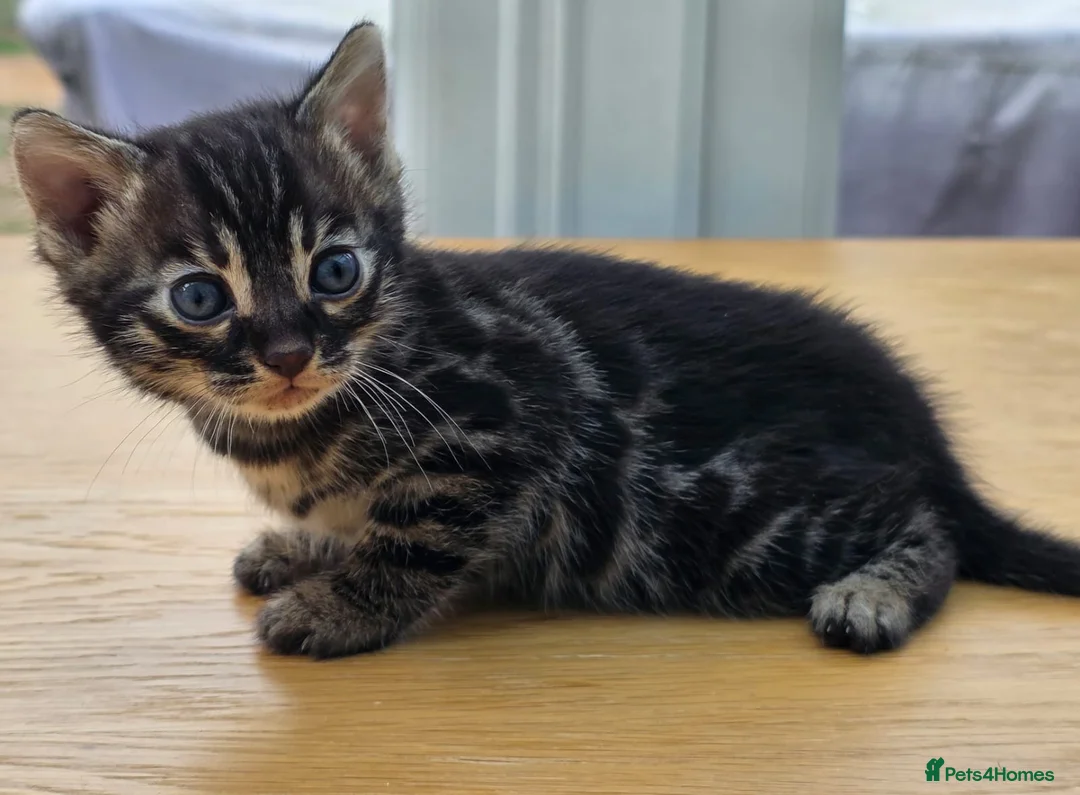 Bengal cats for sale: 🐆 2 BEAUTIFUL TICA BENGAL GIRLS – £1,200 EACH 🐆 - Advert 1