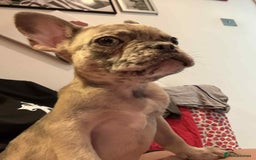 French Bulldog dogs for sale: Masha Puppy  - Image 5
