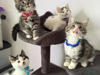 Ragcoon cats RAGCOONS ragdoll mainecoons - Advert 2