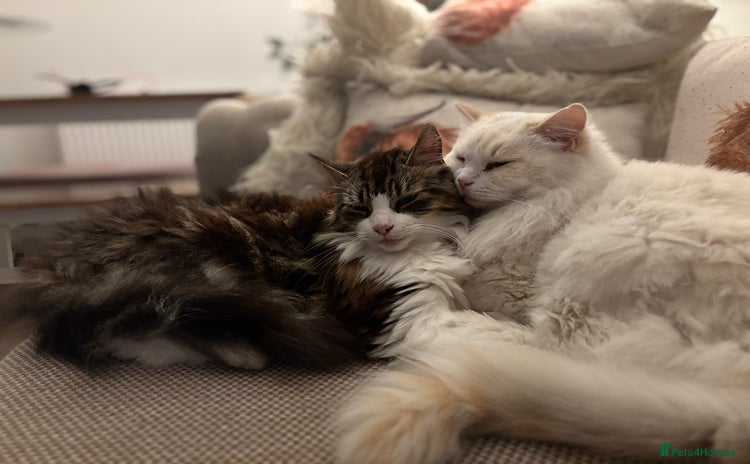 Norwegian Forest Cat cats - Advert 1