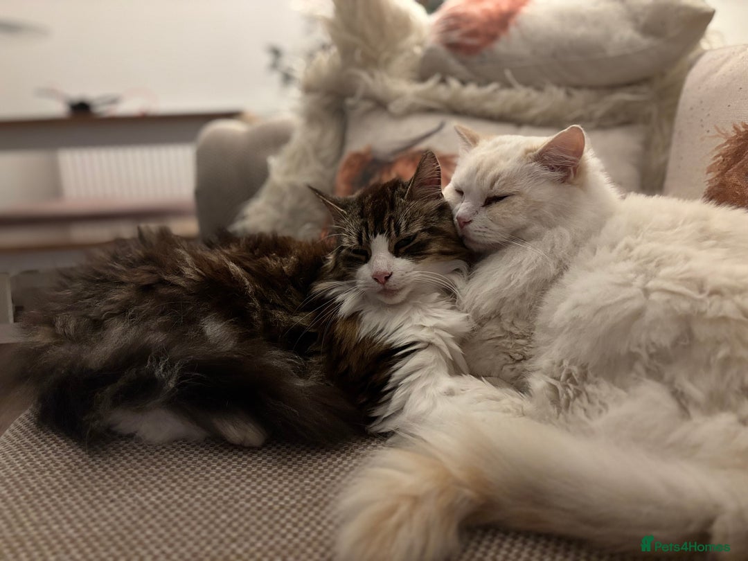 Norwegian Forest Cat cats for sale: Summer - Image 1