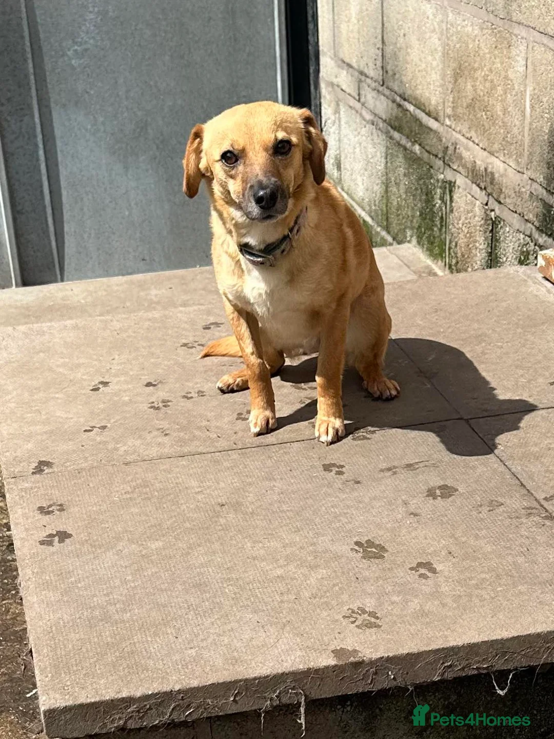 Mixed Breed dogs for adoption: Meet Irish, currently residing in Cheshire  in Nantwich - Advert 2