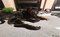 Rottweiler dogs for sale: Rottweiler  - Image 1