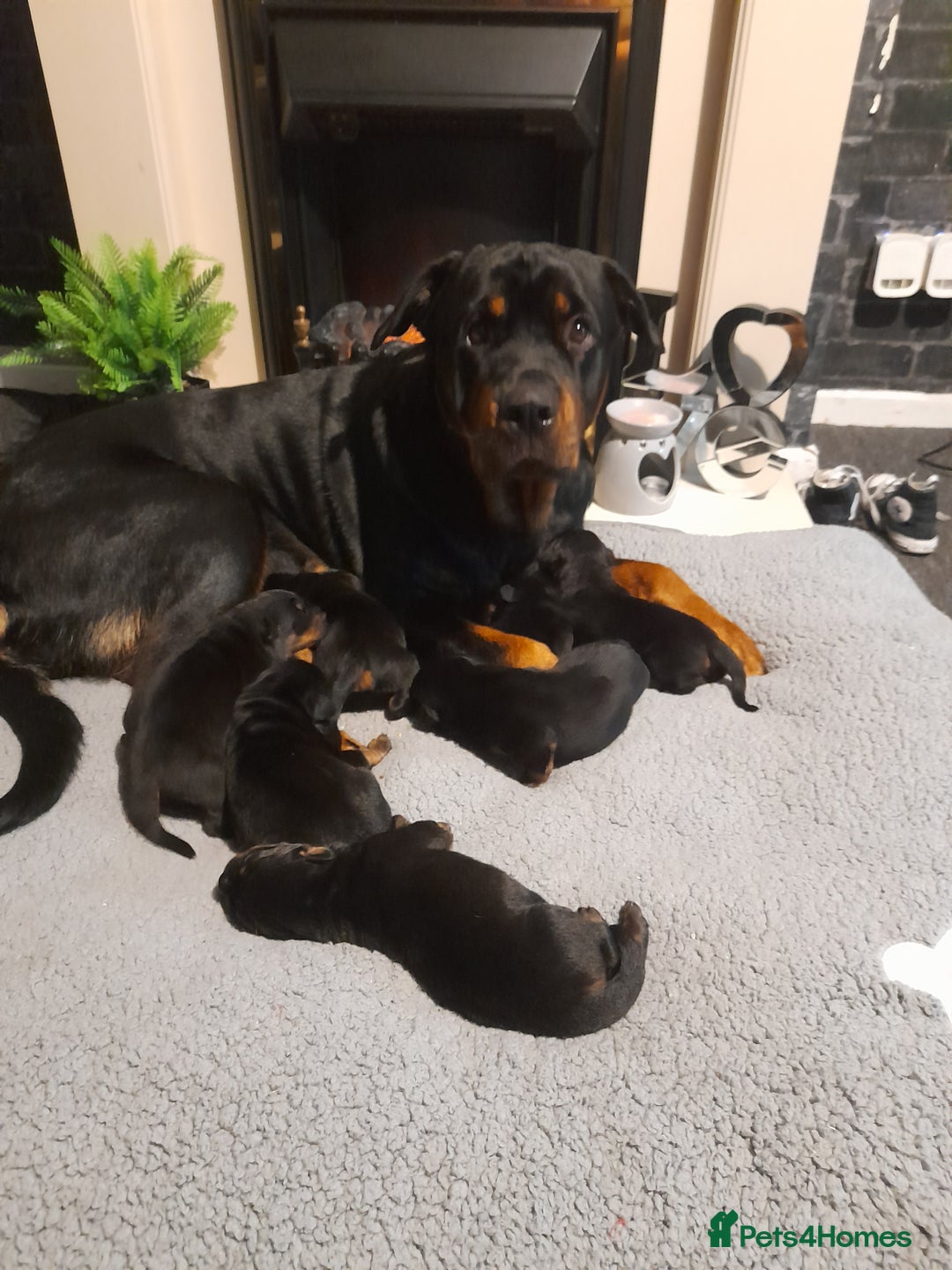 Rottweiler dogs for sale: Rottweiler  - Image 1
