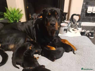 Rottweiler dogs - Advert 11