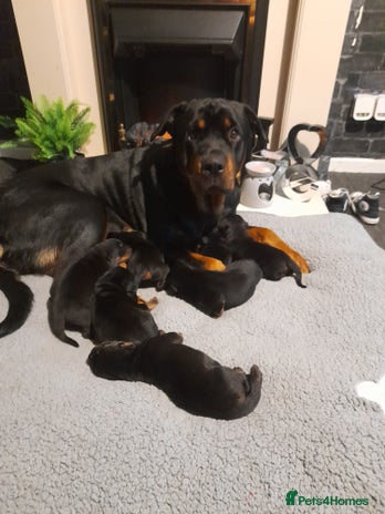 Rottweiler dogs - Advert 7
