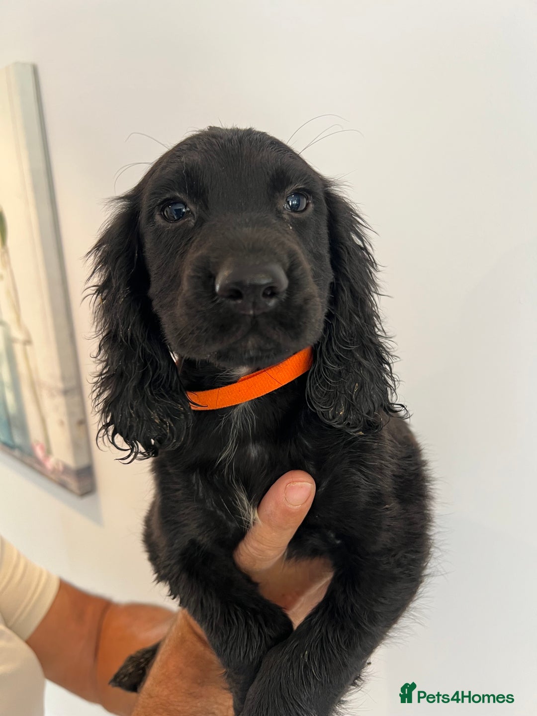 Cocker Spaniel dogs for sale: Fully health tested/champion bloodlines - Image 10