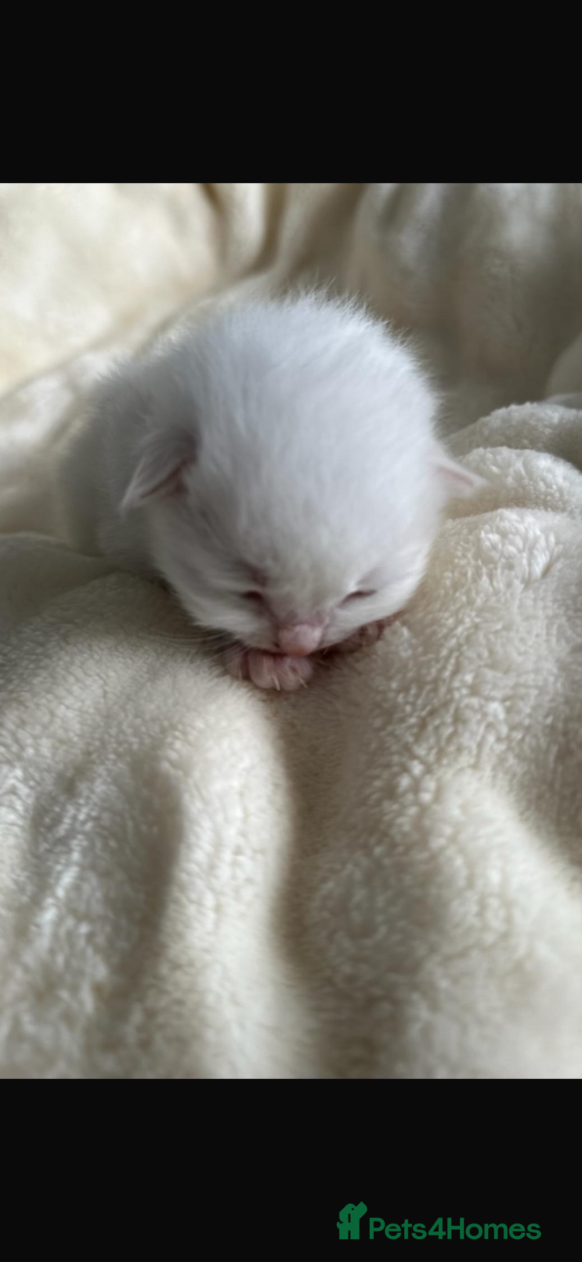 Ragdoll cats 🩷 Waiting list now open 🩷 - Advert 3