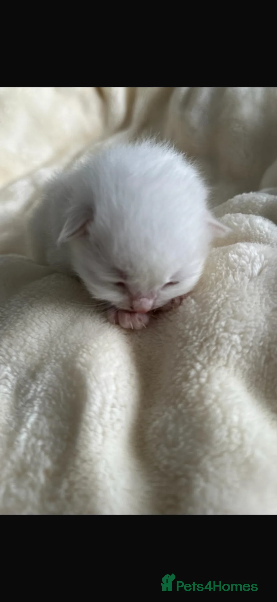 Ragdoll cats for sale: 🩷 Waiting list now open 🩷 - Advert 1