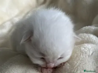 Ragdoll cats 🩷 Waiting list now open 🩷 - Advert 3