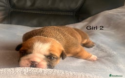 English Bulldog dogs for sale: Kc reg English bulldog puppies 🏴󠁧󠁢󠁥󠁮󠁧󠁿 - Image 16