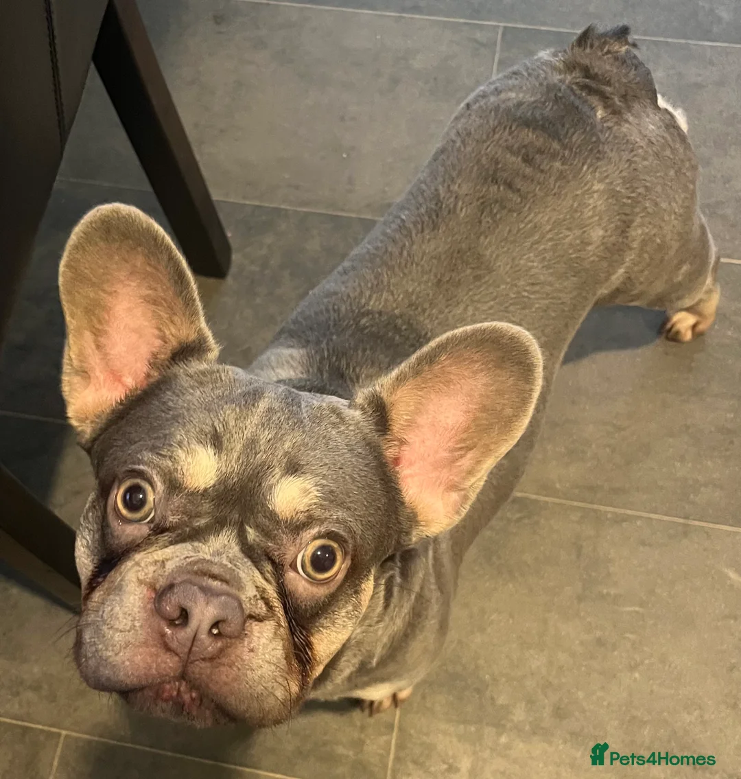 French Bulldog dogs for sale: Beautiful girl  - Advert 4