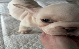 French Bulldog dogs for sale:  French bulldogs  - Advert 32