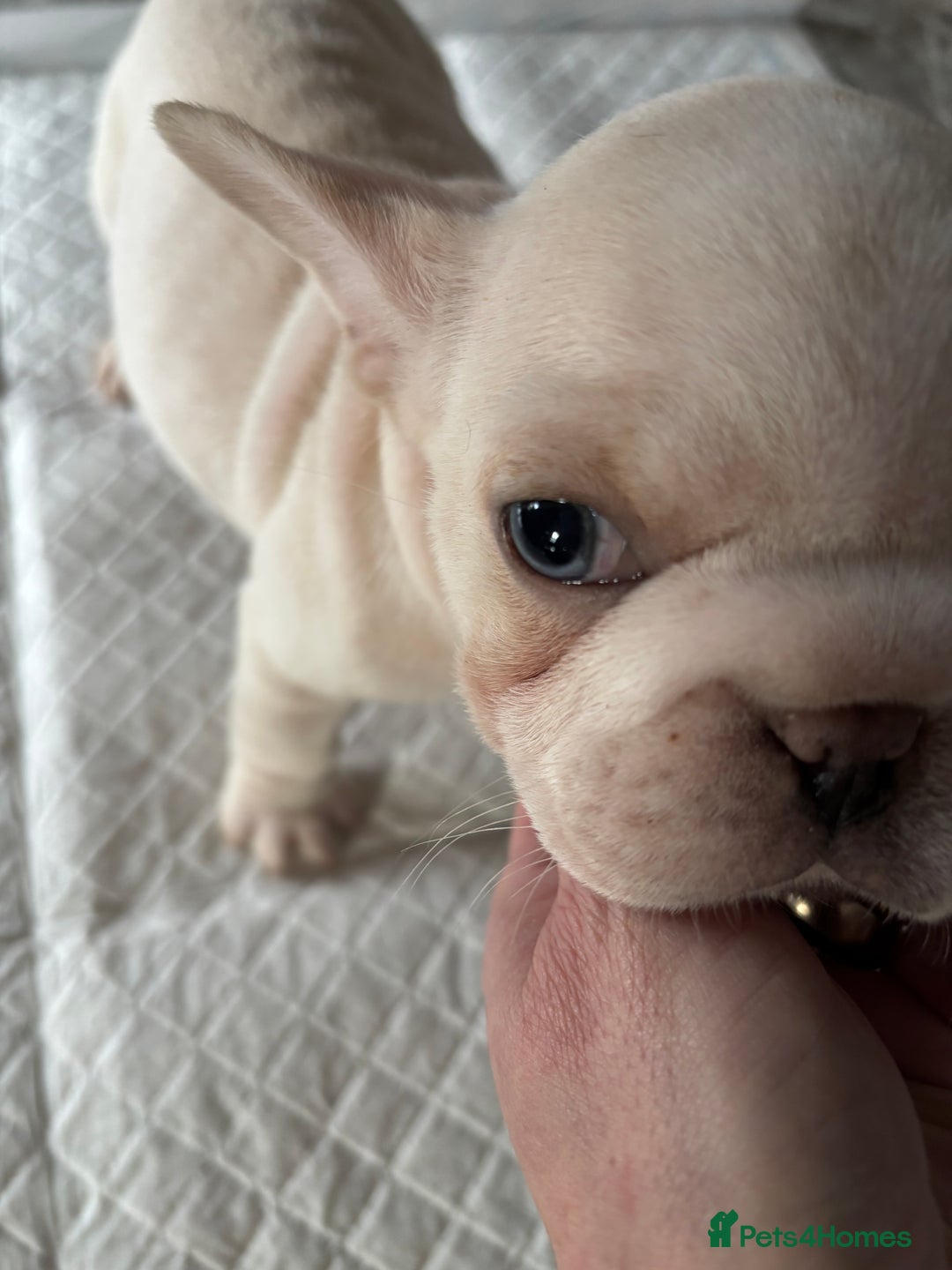 French Bulldog dogs for sale:  French bulldogs  - Advert 32