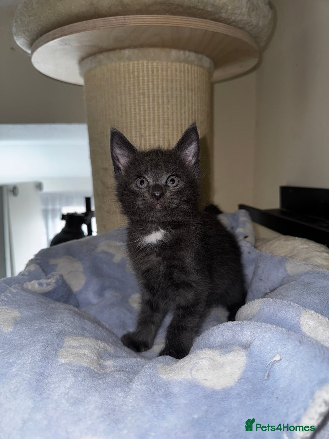 Maine Coon cats for sale: 🐾 Beautiful Maine Coon x Norwegian Forest Kittens - Image 7