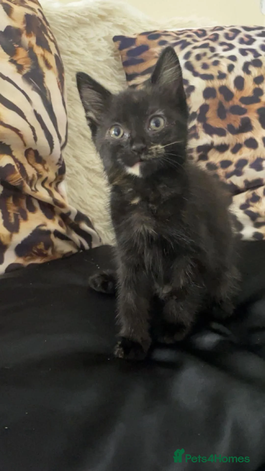 Mixed Breed cats for sale: Part maincoon kittens for sale very affectionate - Advert 2
