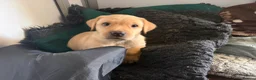 Labrador Retriever dogs for sale: Yellow KC, health tested Labradors  - Advert 7