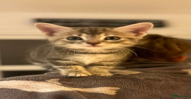 Maine Coon cats - Advert 10