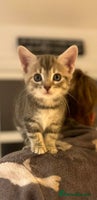 Maine Coon cats - Advert 10