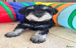 Miniature Schnauzer dogs for sale: Pure bred Miniature Schnauzers Puppies - Image 7