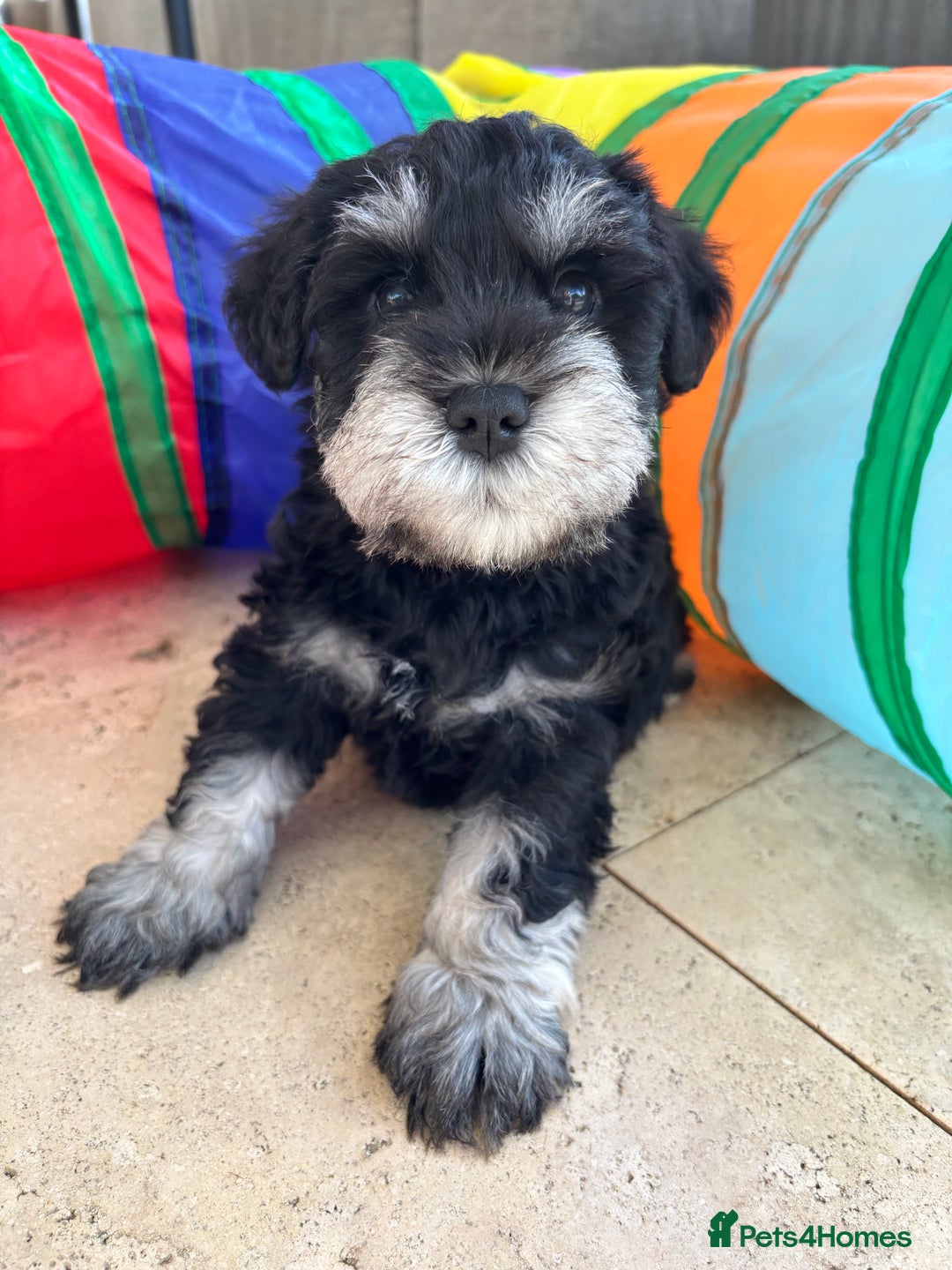 Miniature Schnauzer dogs for sale: Pure bred Miniature Schnauzers Puppies - Image 7